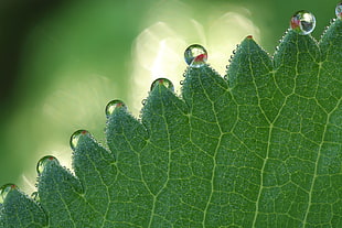 bokeh photography of green leaf with rain drop